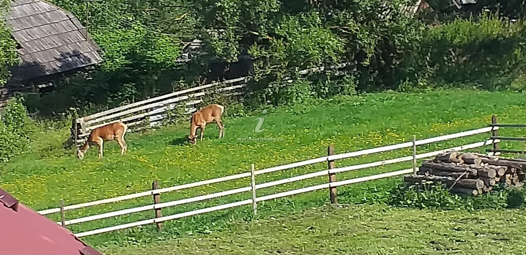 Casa Cuibușor în Bucovina