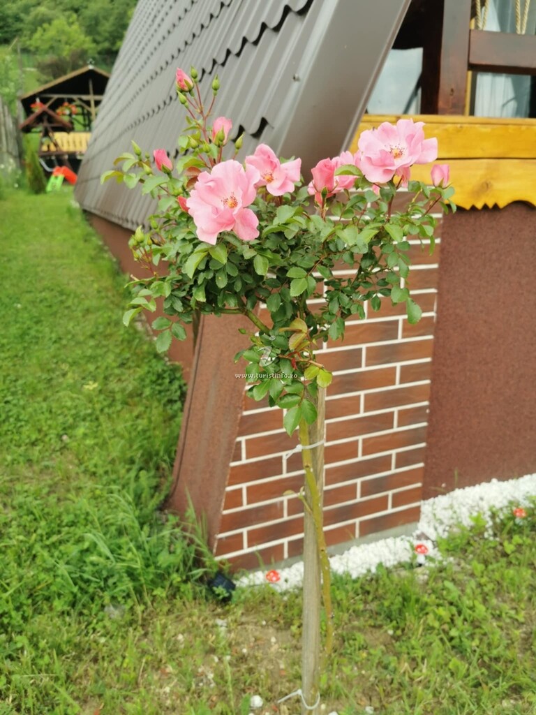 A-frame Căsuțele Elimar