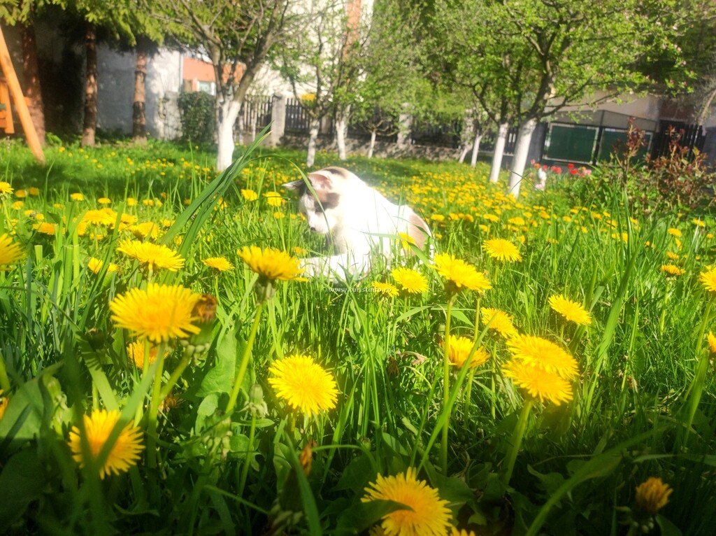 Casa de vacanță Little Bear