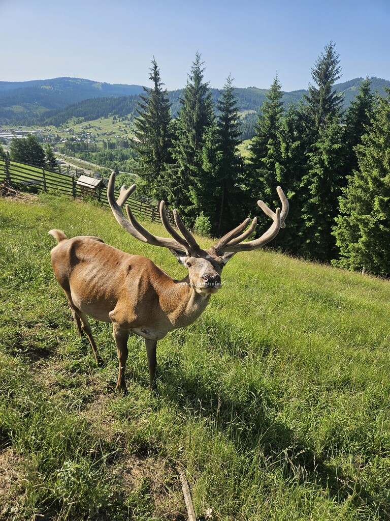 Pensiunea La Fermă