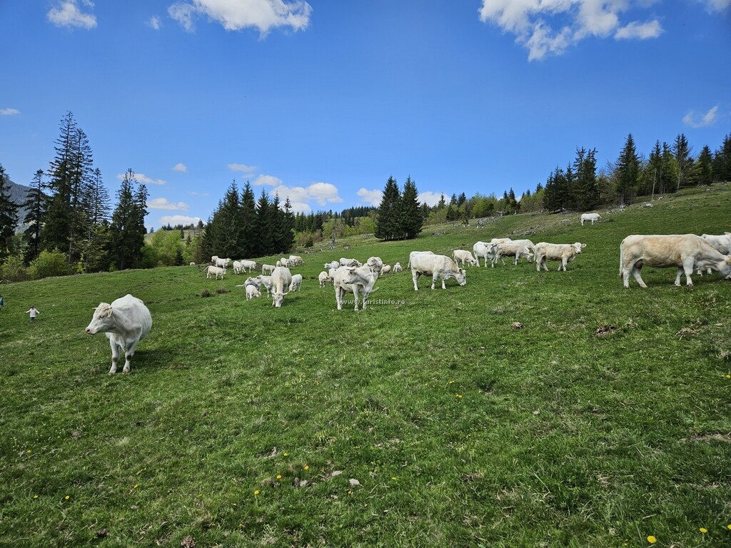 Pensiunea La Fermă