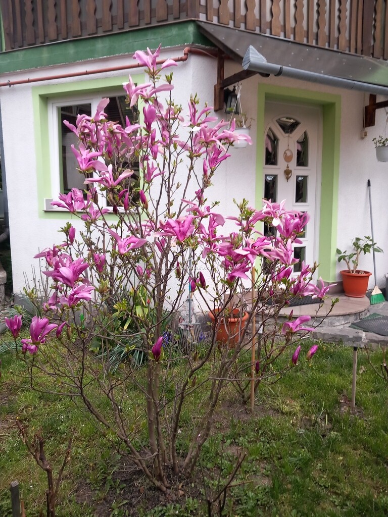 Pensiunea Casa Verde - Zold Haz