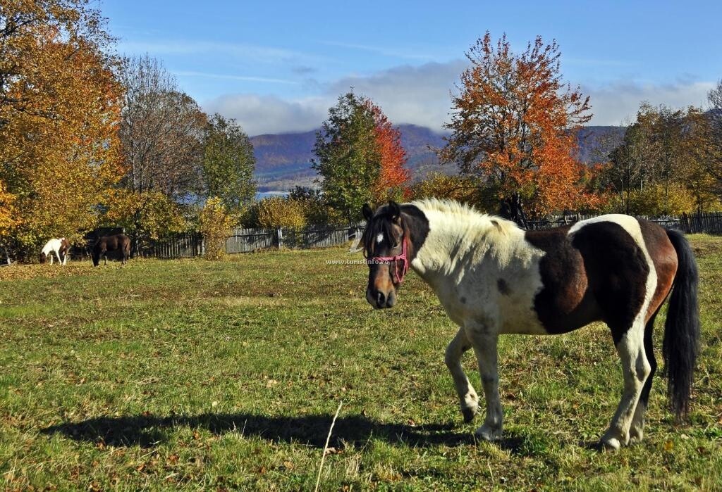 Pensiunea Adolescența