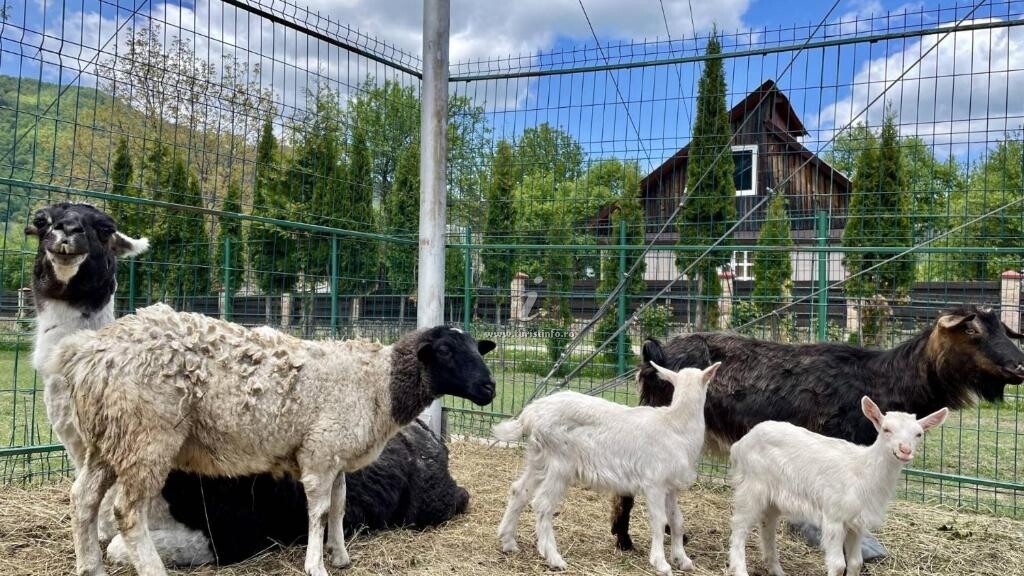 Pensiunea Adolescența