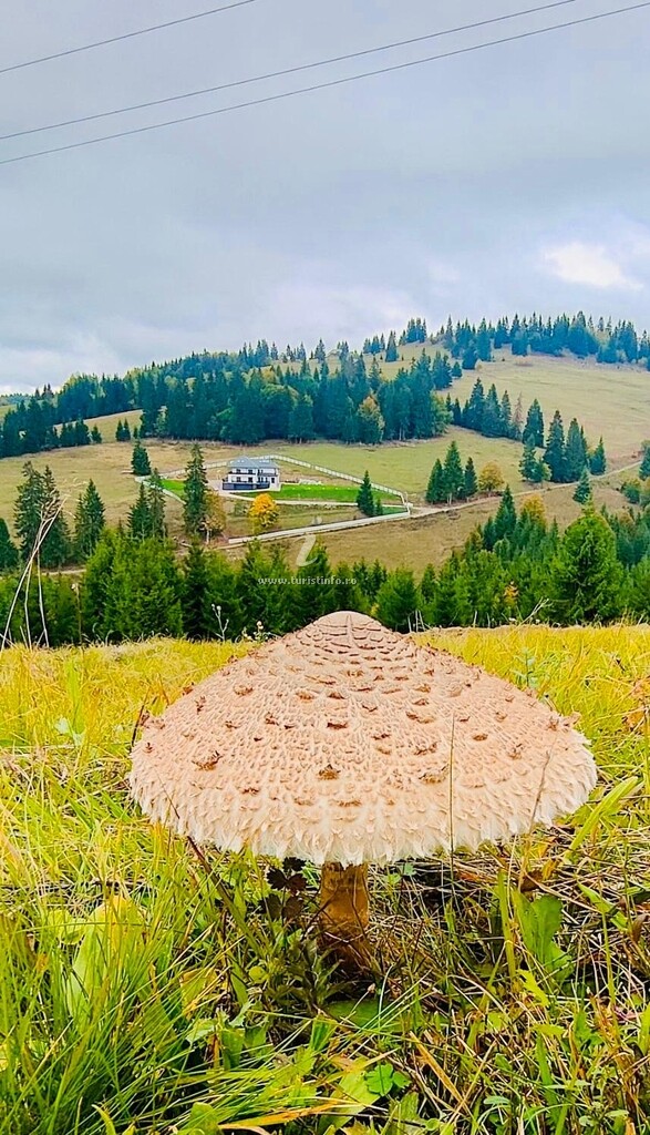 Tihuța Village