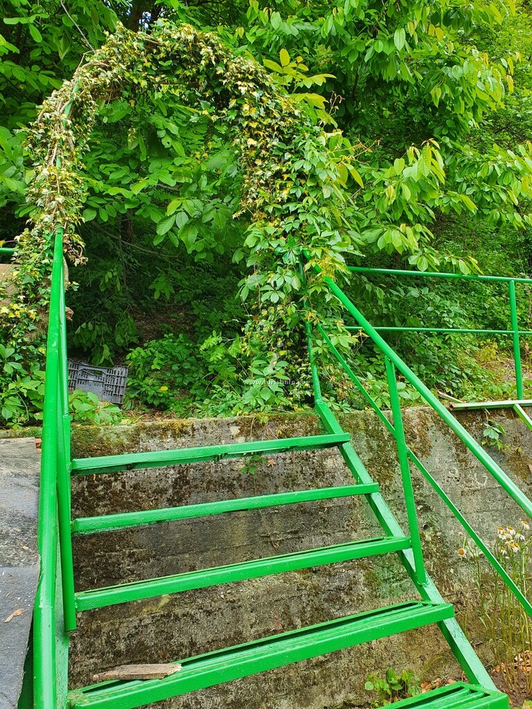 Pensiunea Verde
