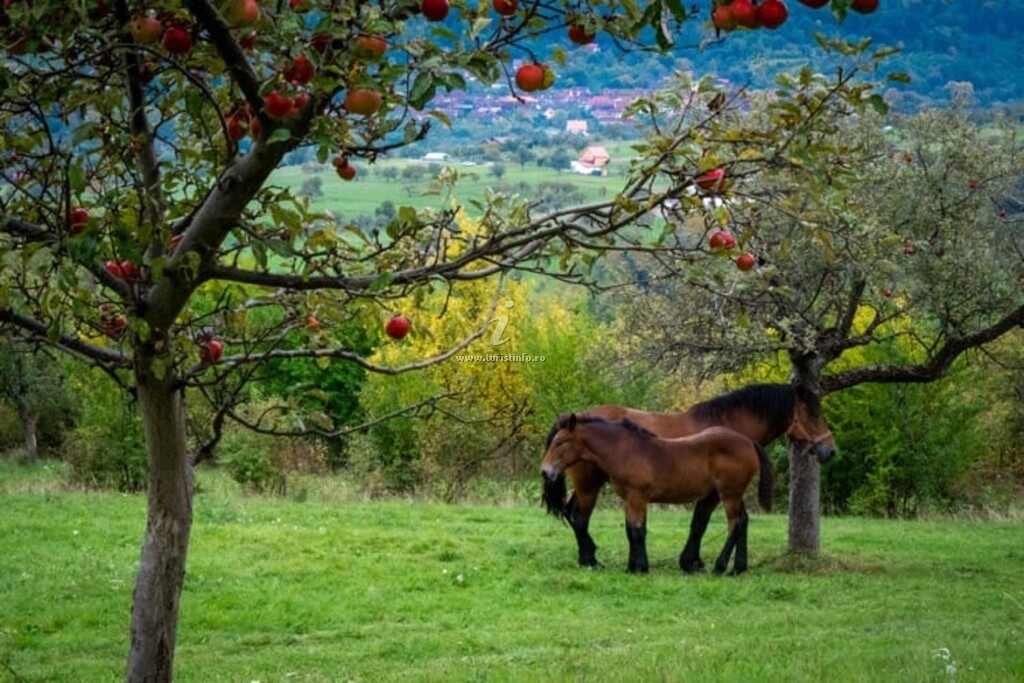 Casa de vacanță Iseheia
