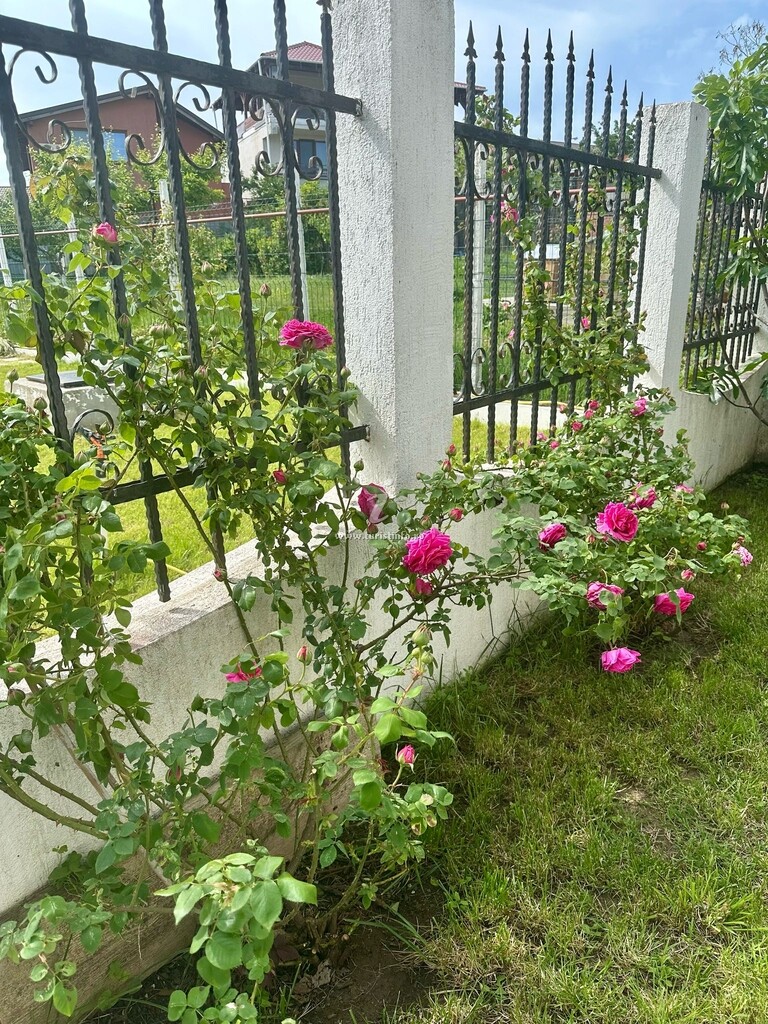 Vila Tașaul