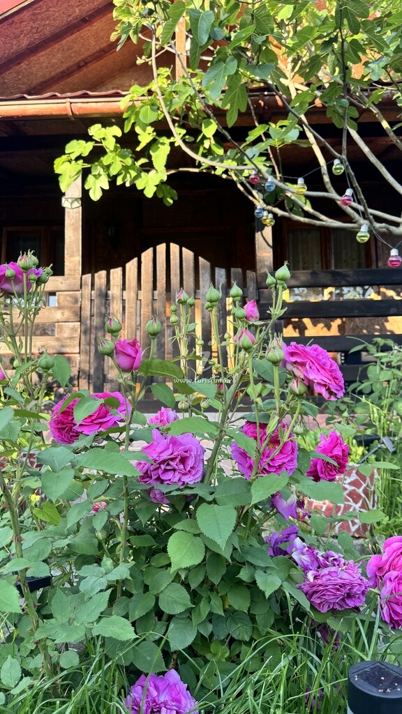 Casa de vacanță Livada Merilor