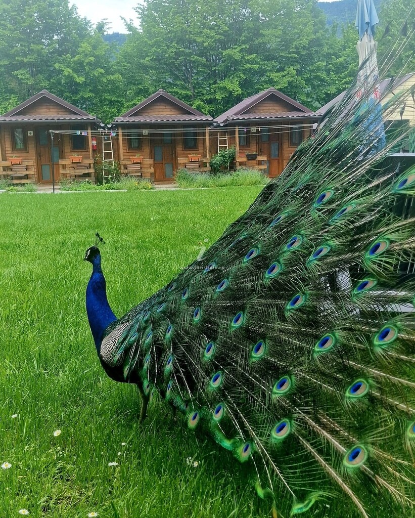 Căbănuțe Poiana Soarelui