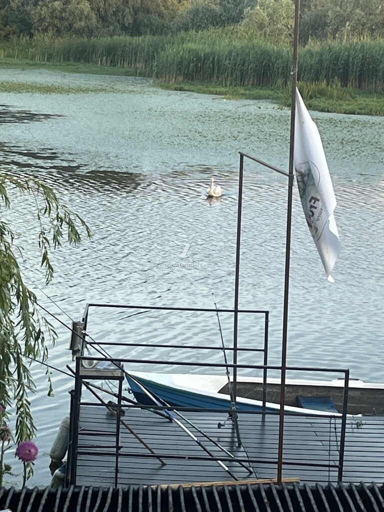 Casa de vacanță Green Frog