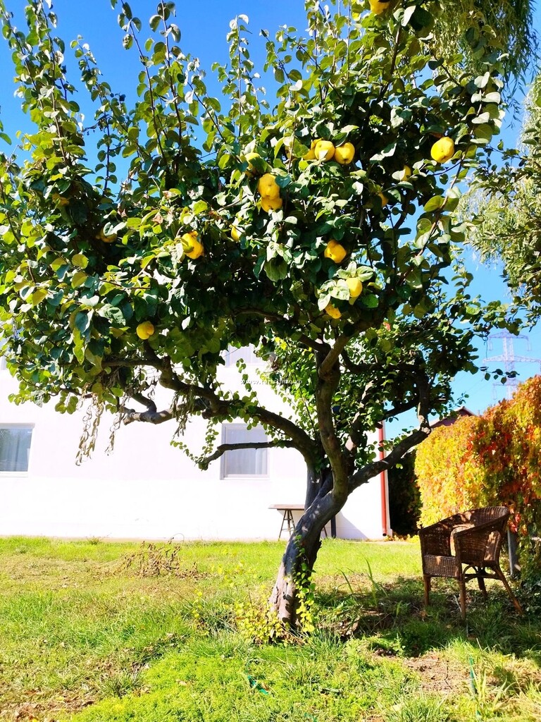 Camere de închiriat Toate Pânzele Sus