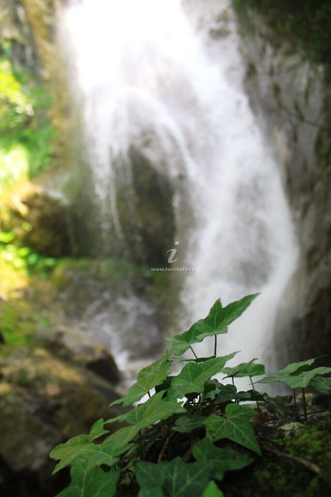 Pensiunea La Cascada Șipot