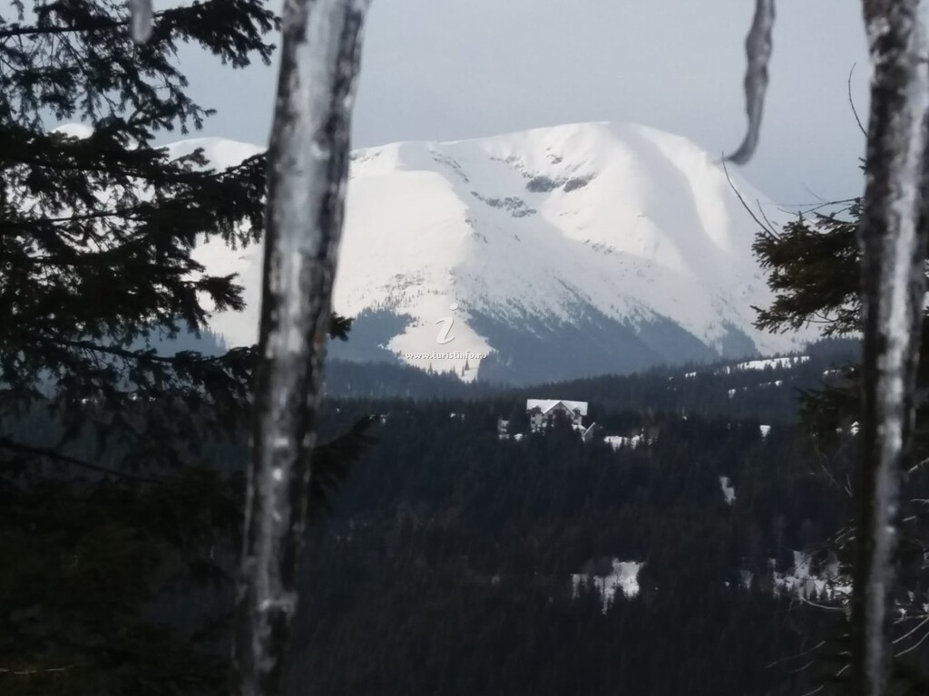 Cabana din Pădure
