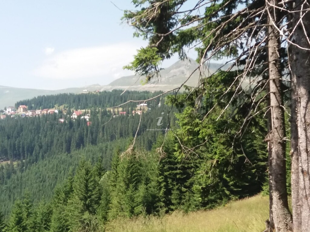 Cabana din Pădure