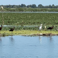 Pensiunea Agroturistică Paradiso Resort Sarinasuf Murighiol