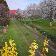 Casa Livada Bunicii Târgu Ocna